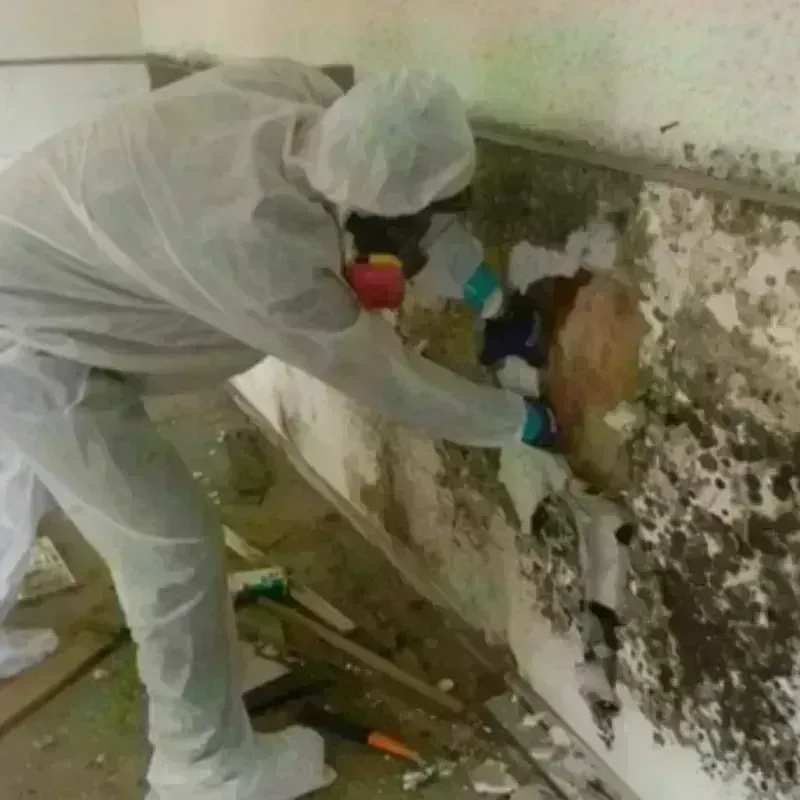 Mold Remediation and Removal in Somerton, AZ